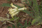 Tennessee milkvetch